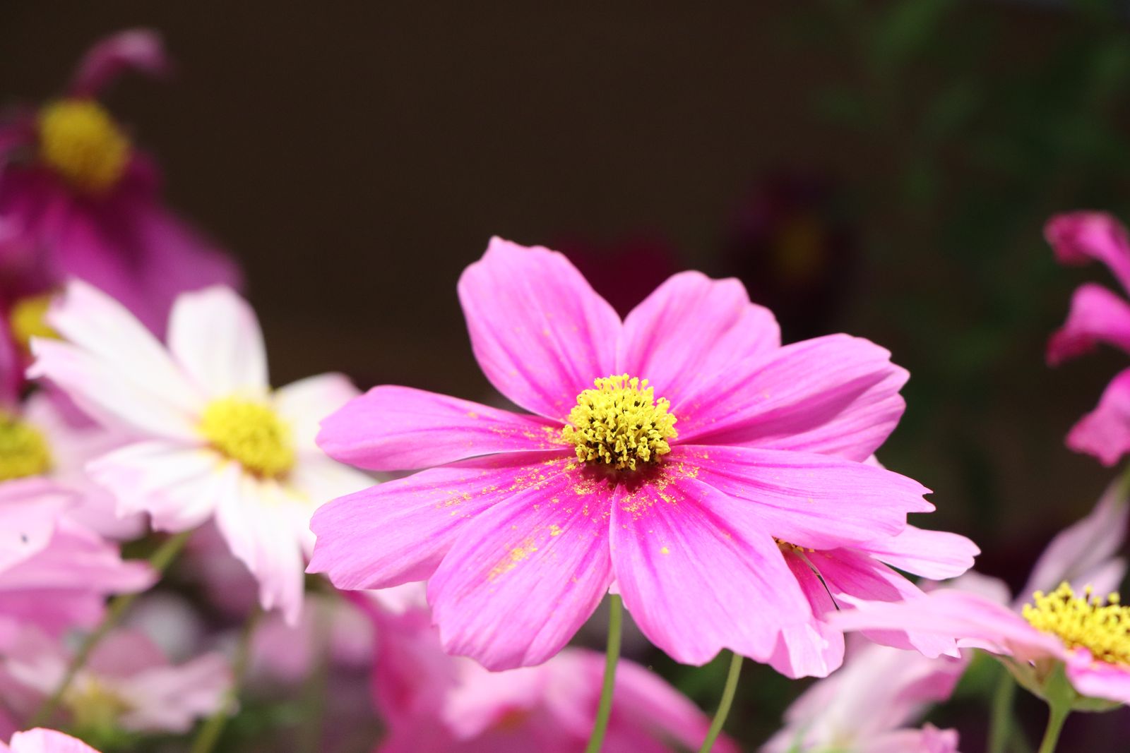 薄皮茶屋の朝茶会