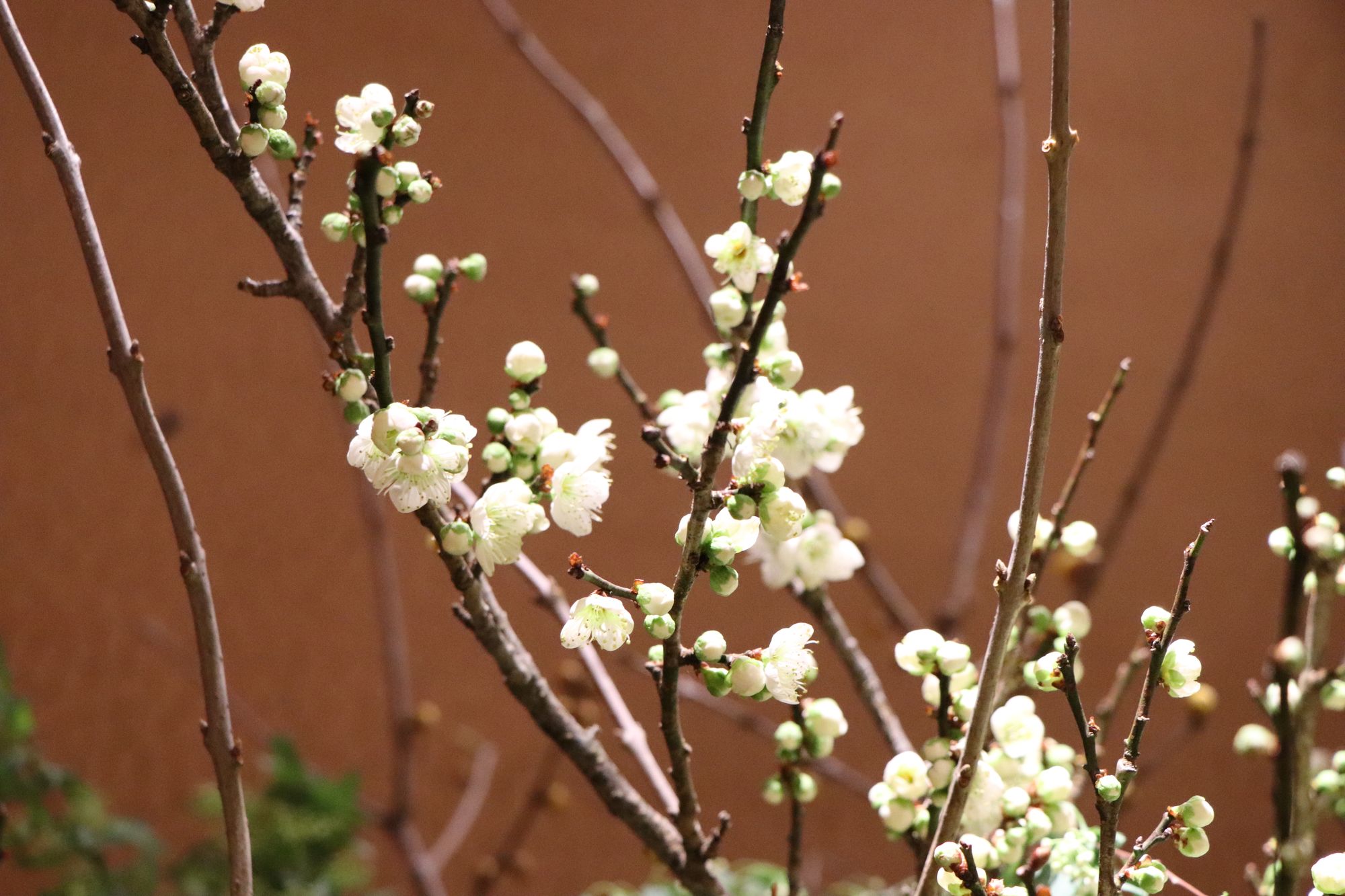 薄皮茶屋の朝茶会