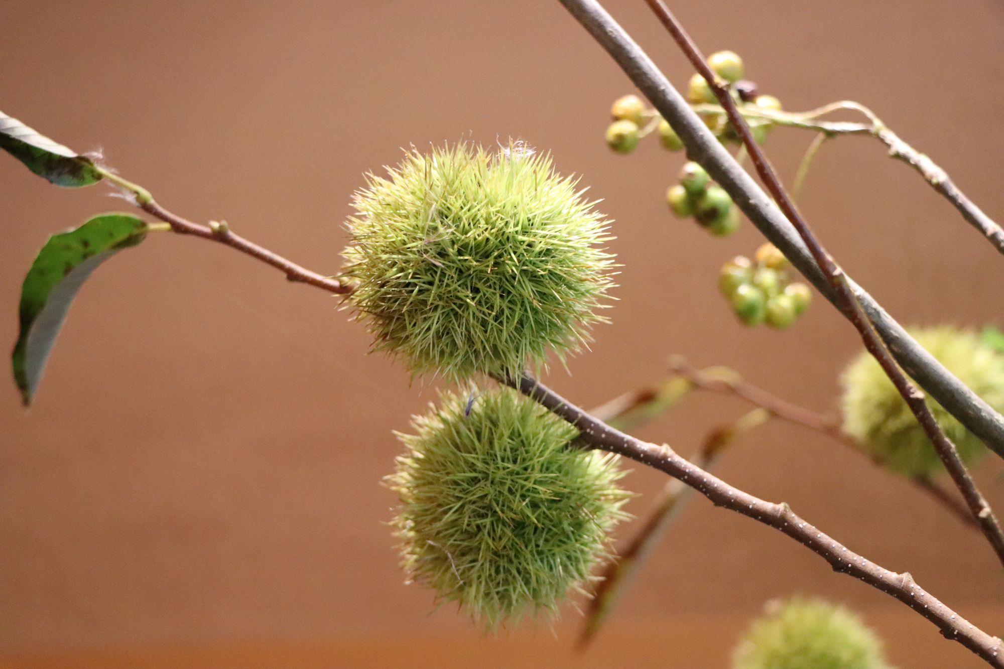 薄皮茶屋の朝茶会